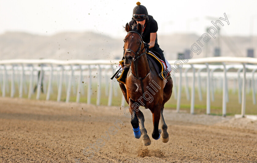 Bangkok-0007 
 BANGKOK training for the Bahrain International Trophy
Rashid Equestrian & Horseracing Club, Bahrain, 18 Nov 2020