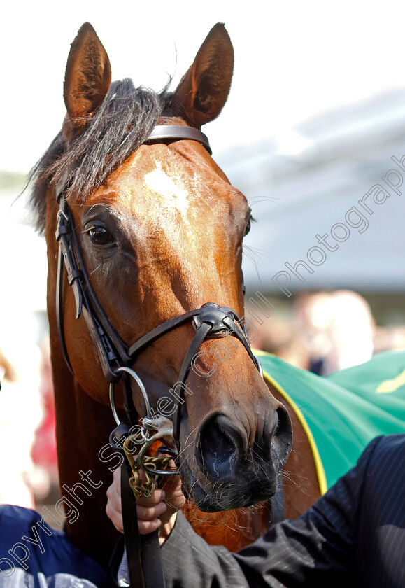 City-Of-Troy-0013 
 CITY OF TROY winner of The bet365 Superlative Stakes
Newmarket 15 Jul 2023 - Pic Steven Cargill / Racingfotos.com