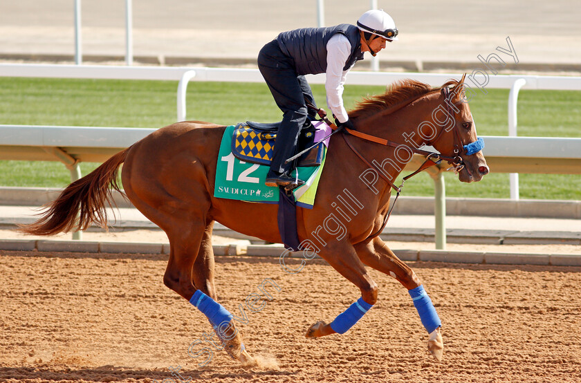 Mucho-Gusto-0001 
 MUCHO GUSTO preparing for the Saudi Cup
Riyadh Racecourse, Kingdom of Saudi Arabia 26 Feb 2020 - Pic Steven Cargill / Racingfotos.com