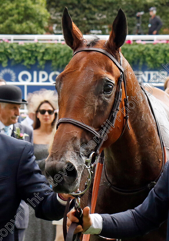 Goliath-0019 
 GOLIATH winner of The King George VI and Queen Elizabeth Stakes
Ascot 27 Jul 2024 - Pic Steven Cargill / Racingfotos.com