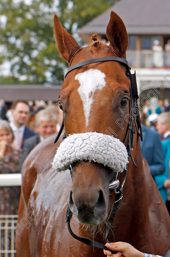 Chaldean-0007 
 CHALDEAN winner of The Tattersalls Acomb Stakes
York 17 Aug 2022 - Pic Steven Cargill / Racingfotos.com