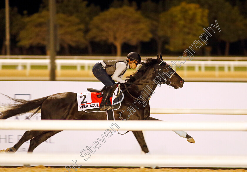 Vela-Azul-0001 
 VELA AZUL training for The Dubai World Cup
Meydan, Dubai, 22 Mar 2023 - Pic Steven Cargill / Racingfotos.com