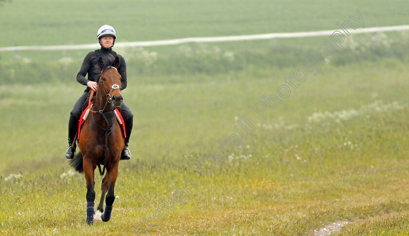 Battaash-0008 
 BATTAASH (Michael Murphy) after exercising on the gallops, Lambourn 23 May 2018 - Pic Steven Cargill / Racingfotos.com