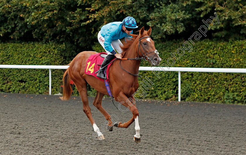 Vicario-0001 
 VICARIO (Tom Marquand)
Kempton 8 Sep 2023 - Pic Steven Cargill / Racingfotos.com