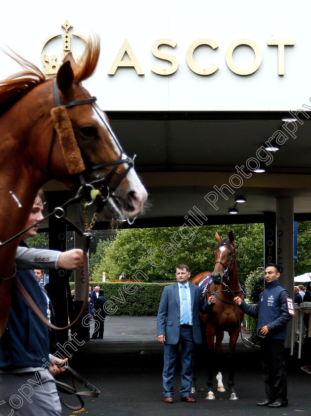 Enable-0003 
 ENABLE waits to enter the parade ring before The King George VI & Queen Elizabeth Stakes
Ascot 27 Jul 2019 - Pic Steven Cargill / Racingfotos.com