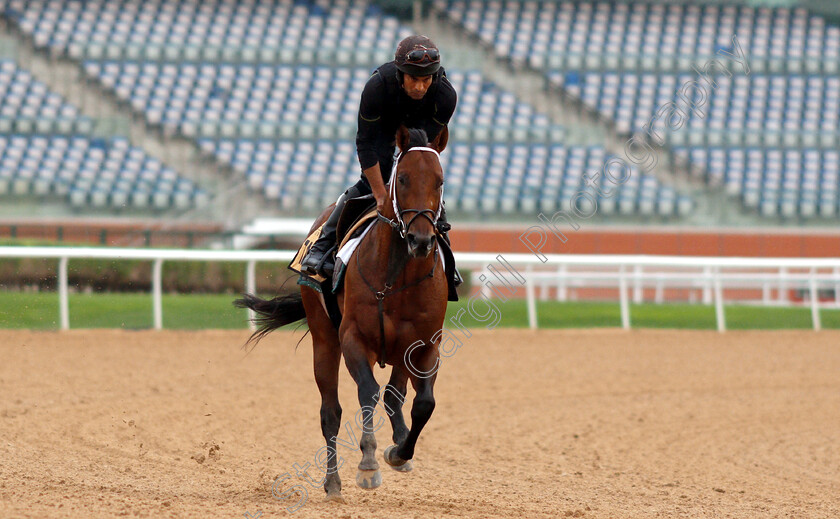 Tato-Key-0002 
 TATO KEY training for the Dubai Golden Shaheen
Meydan 27 Mar 2019 - Pic Steven Cargill / Racingfotos.com