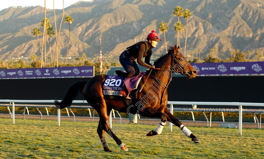 Starlust-0002 
 STARLUST training for the Breeders' Cup Juvenile Turf Sprint
Santa Anita USA, 1 Nov 2023 - Pic Steven Cargill / Racingfotos.com