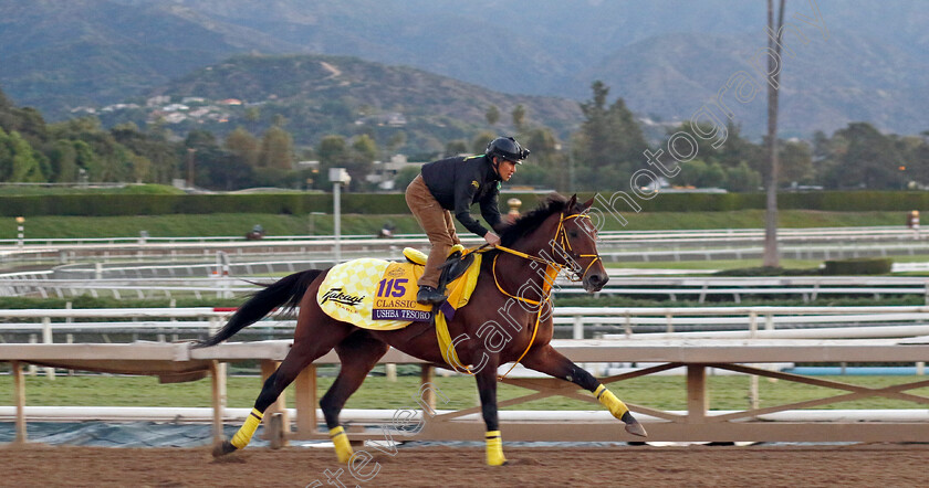 Ushba-Tesoro-0004 
 USHBA TESORO training for The Breeders' Cup Classic
Santa Anita USA, 31 October 2023 - Pic Steven Cargill / Racingfotos.com