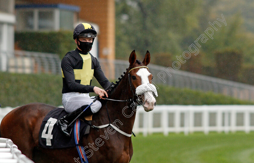 Table-Mountain-0001 
 TABLE MOUNTAIN (Rob Hornby)
Ascot 2 Oct 2020 - PIc Steven Cargill / Racingfotos.com