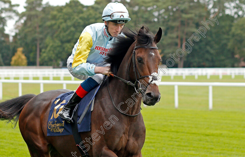 Talap-0002 
 TALAP (David Egan)
Ascot 6 Sep 2019 - Pic Steven Cargill / Racingfotos.com