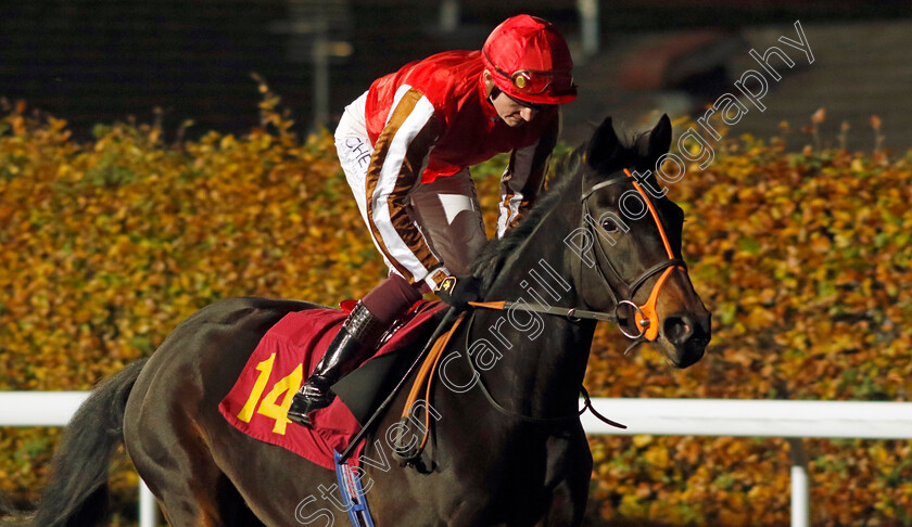 Warbler-0002 
 WARBLER (Rob Hornby)
Kempton 15 Nov 2023 - Pic Steven Cargill / Racingfotos.com