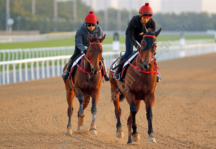 Romantic-Warrior-0005 
 ROMANTIC WARRIOR training behind stablemate ROMANTIC CHARM for the Dubai Racing Carnival
Meydan 22 Jan 2025 - Pic Steven Cargill / Racingfotos.com