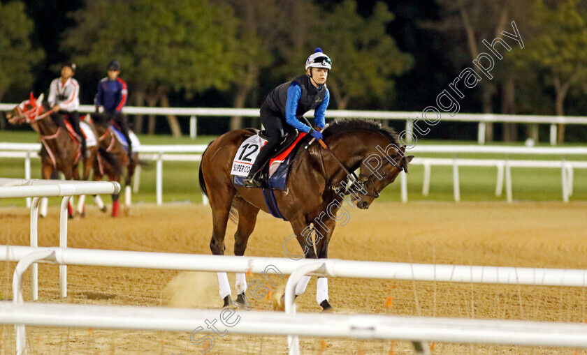 Super-Corinto-0001 
 SUPER CORINTO training for The Dubai World Cup 
Meydan, Dubai, 22 Mar 2023 - Pic Steven Cargill / Racingfotos.com