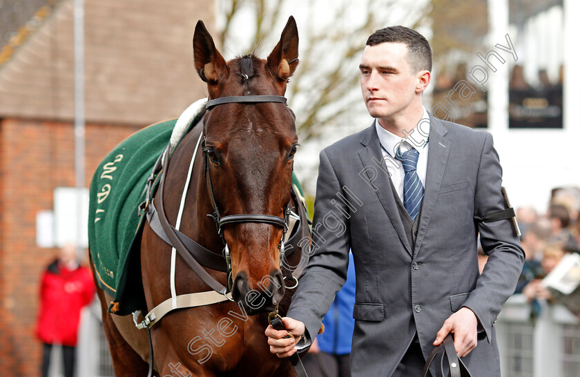 Getabird-0001 
 GETABIRD Cheltenham 13 Mar 2018 - Pic Steven Cargill / Racingfotos.com