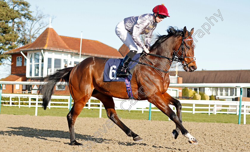 Almufti-0002 
 ALMUFTI (Jack Mitchell) before The Bombardier March To Your Own Drum Handicap
Lingfield 8 Feb 2020 - Pic Steven Cargill / Racingfotos.com