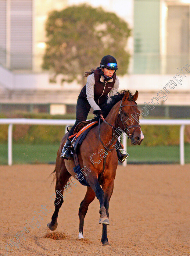 Island-Brave-0004 
 ISLAND BRAVE exercising for trainer Heather Main 
Meydan, Dubai, 3 Feb 2022 - Pic Steven Cargill / Racingfotos.com