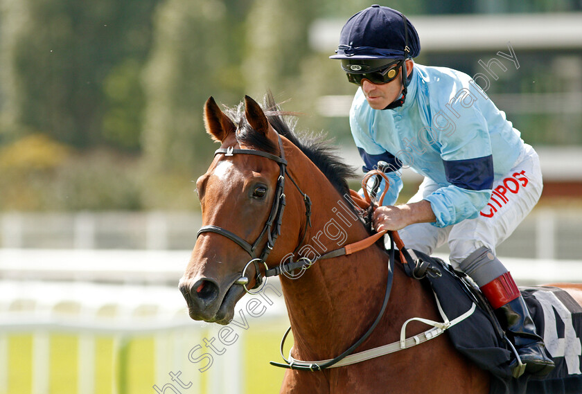 Thunderous-0001 
 THUNDEROUS (Franny Norton) winner of The Denford Stakes 
Newbury 17 Aug 2019 - Pic Steven Cargill / Racingfotos.com