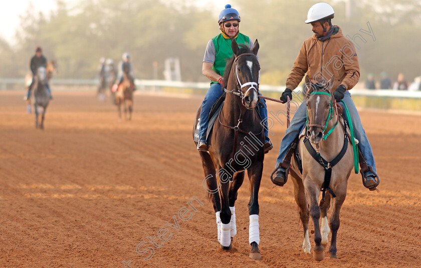 Billy-Batts-0001 
 BILLY BATTS preparing for the Saudi Derby
Riyadh Racetrack, Kingdom Of Saudi Arabia, 27 Feb 2020 - Pic Steven Cargill / Racingfotos.com