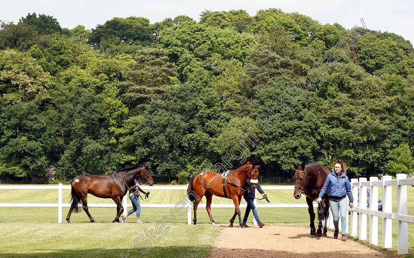 Ascot-sales-0002 
 Horses parading at the Tattersalls Ireland Ascot Sale
5 Jun 2018 - Pic Steven Cargill / Racingfotos.com