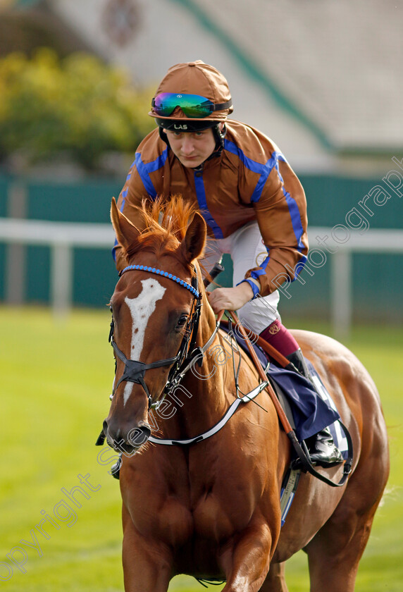 Shy-Hi-Bye-0002 
 SHY HI BYE (Cieren Fallon)
Yarmouth 16 Oct 2023 - Pic Steven Cargill / Racingfotos.com