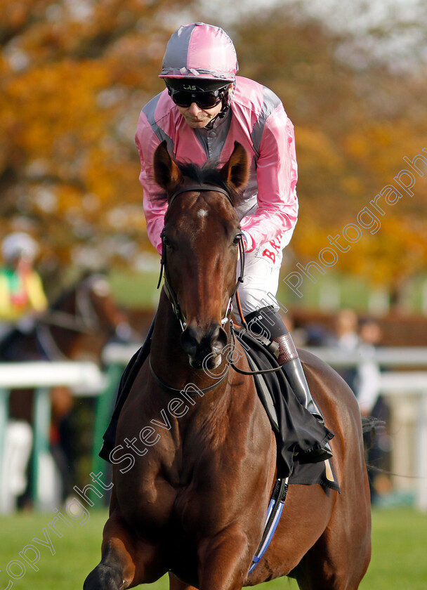 Dedham-0002 
 DEDHAM (Robert Havlin)
Newmarket 28 Oct 2022 - Pic Steven Cargill / Racingfotos.com