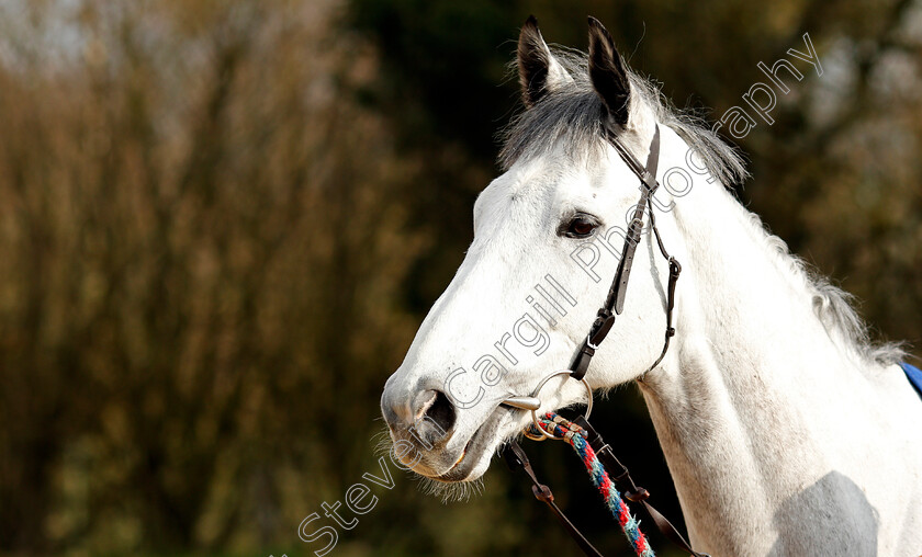 White-Moon-0001 
 WHITE MOON at Colin Tizzard's stables near Sherborne 21 Feb 2018 - Pic Steven Cargill / Racingfotos.com