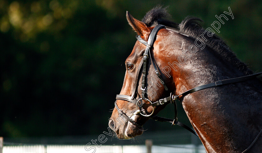 Young-Rascal0015 
 YOUNG RASCAL after exercising at Epsom Racecourse in preparation for The Investec Derby, 22 May 2018 - Pic Steven Cargill / Racingfotos.com