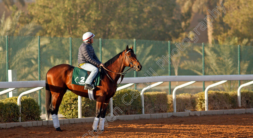 Art-Collector-0001 
 ART COLLECTOR training for the Saudi Cup
King Abdulaziz Racetrack, Riyadh, Saudi Arabia 22 Feb 2022 - Pic Steven Cargill / Racingfotos.com