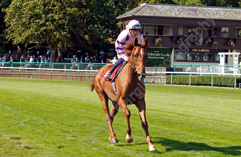 Outrace-0001 
 OUTRACE (Sam Hitchcott)
Haydock 1 Sep 2022 - Pic Steven Cargill / Racingfotos.com