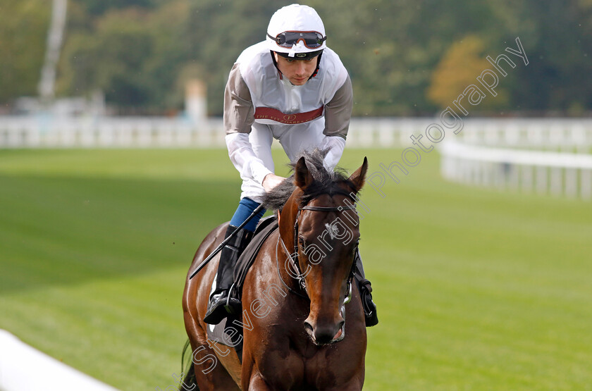 Seax-0001 
 SEAX (Callum Shepherd)
Ascot 8 Sep 2023 - Pic Steven Cargill / Racingfotos.com