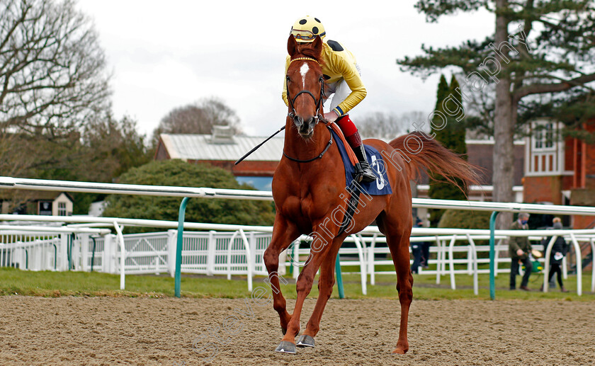 El-Drama-0001 
 EL DRAMA (Jack Mitchell)
Lingfield 6 Mar 2021 - Pic Steven Cargill / Racingfotos.com