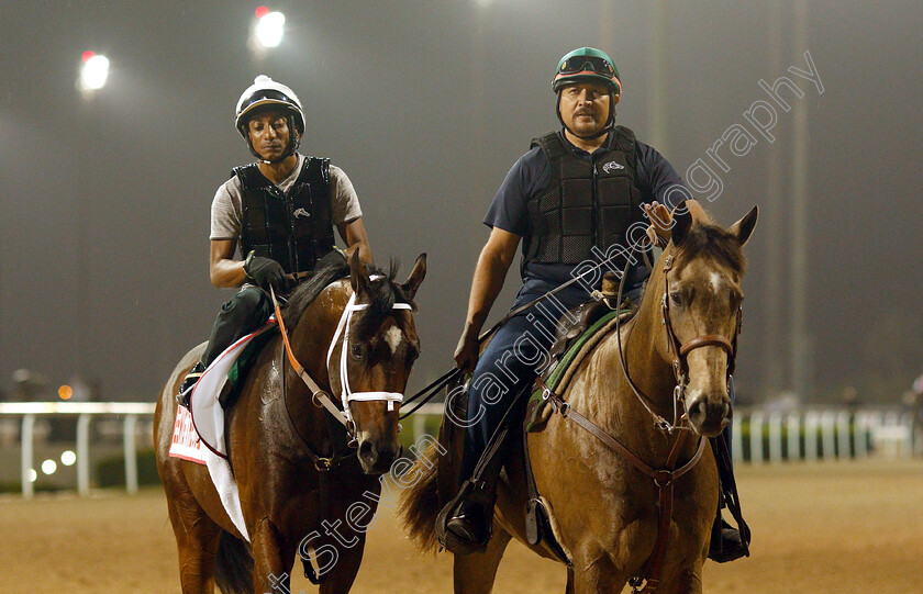 Seeking-The-Soul-0001 
 SEEKING THE SOUL training for The Dubai World Cup
Meydan 28 Mar 2019 - Pic Steven Cargill / Racingfotos.com