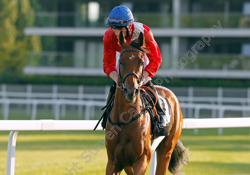 Breach-0001 
 BREACH (David Egan)
Newbury 22 Jul 2021 - Pic Steven Cargill / Racingfotos.com