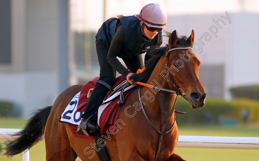 Thundering-0001 
 THUNDERING training at the Dubai Racing Carnival
Meydan 22 Jan 2025 - Pic Steven Cargill / Racingfotos.com