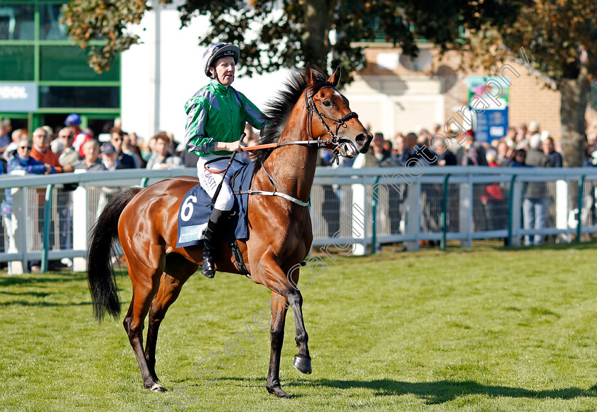 Brown-Honey-0001 
 BROWN HONEY (Pat Cosgrave)
Yarmouth 18 Sep 2019 - Pic Steven Cargill / Racingfotos.com