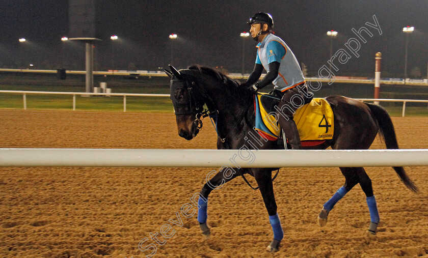 Crocosmia-0001 
 CROCOSMIA exercising in preparation for the Dubai Turf Meydan 28 Mar 2018 - Pic Steven Cargill / Racingfotos.com