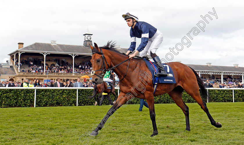 Rekindling-0001 
 REKINDLING (Donnacha O'Brien) Doncaster 16 Sep 2017 - Pic Steven Cargill / Racingfotos.com