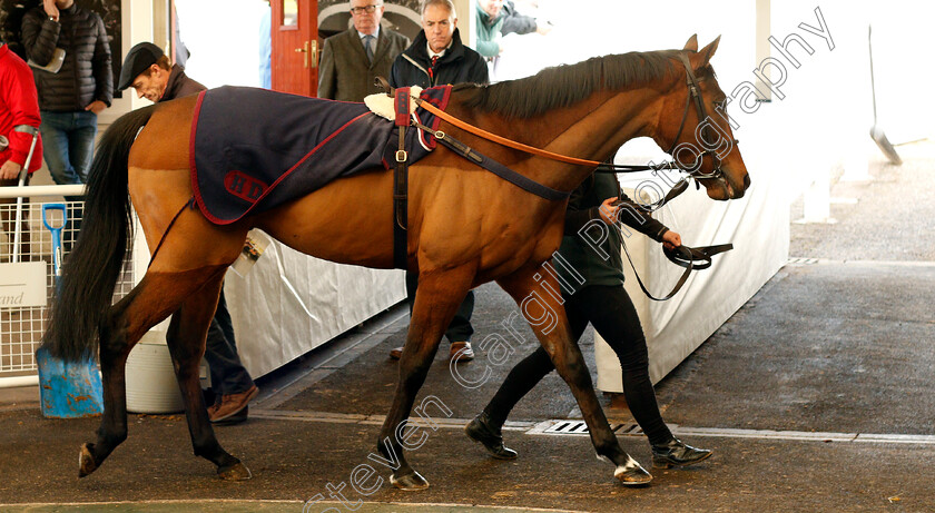 Lot-0051-Mafeking-£6500-0001 
 Lot 051 MAFEKING selling for £6500 at Tattersalls Ireland Ascot November Sale 9 Nov 2017 - Pic Steven Cargill / Racingfotos.com