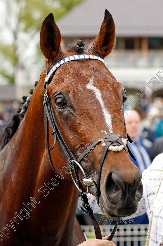 The-Foxes-0014 
 THE FOXES winner of The Al Basti Equiworld Dubai Dante Stakes
York 18 May 2023 - Pic Steven Cargill / Racingfotos.com