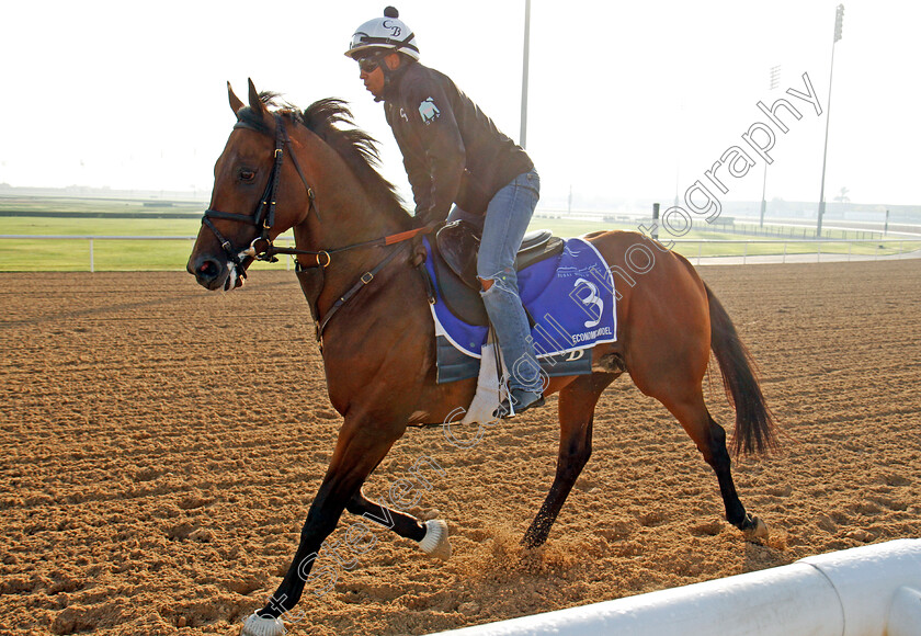 Economic-Model-0001 
 ECONOMIC MODEL exercising in preparation for the Godolphin Mile Meydan 28 Mar 2018 - Pic Steven Cargill / Racingfotos.com