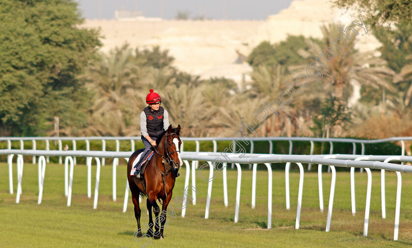 Cadillac-0003 
 CADILLAC (Shane Foley) exercising in preparation for Friday's Bahrain International Trophy
Sakhir Racecourse, Bahrain 17 Nov 2021 - Pic Steven Cargill / Racingfotos.com