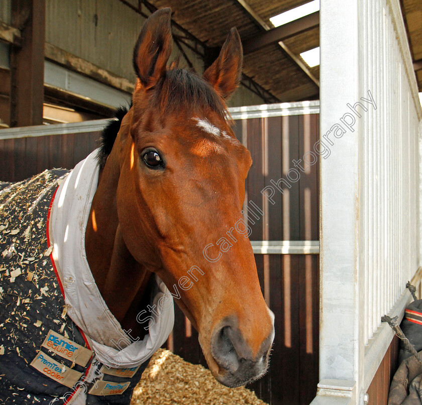 Cue-Card-0001 
 CUE CARD at Colin Tizzard's stables near Sherborne 21 Feb 2018 - Pic Steven Cargill / Racingfotos.com