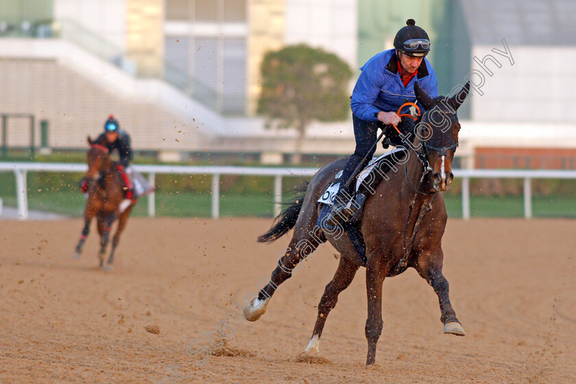 Mekong-0001 
 MEKONG exercising for trainer Jamie Osborne
Meydan, Dubai, 3 Feb 2022 - Pic Steven Cargill / Racingfotos.com