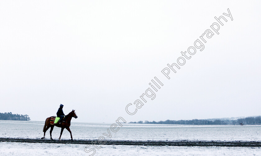 Newmarket-Snow-0002 
 Racehorse training in the snow at Newmarket
1 Feb 2019 - Pic Steven Cargill / Racingfotos.com