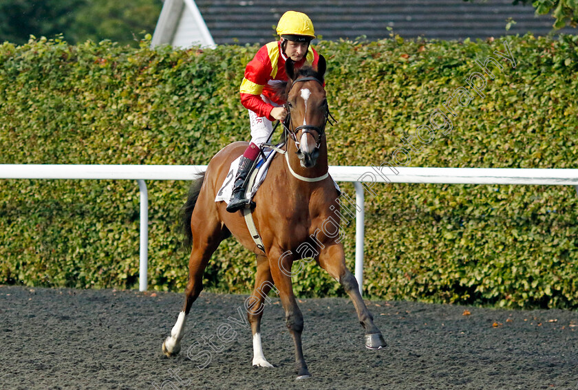 Aneedah-Hero-0001 
 ANEEDAH HERO (Cieren Fallon)
Kempton 6 Sep 2024 - Pic Steven Cargill / Racingfotos.com