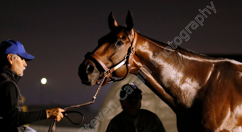 Flightline-0006 
 FLIGHTLINE after training for the Breeders' Cup Classic
Keeneland USA 1 Nov 2022 - Pic Steven Cargill / Racingfotos.com