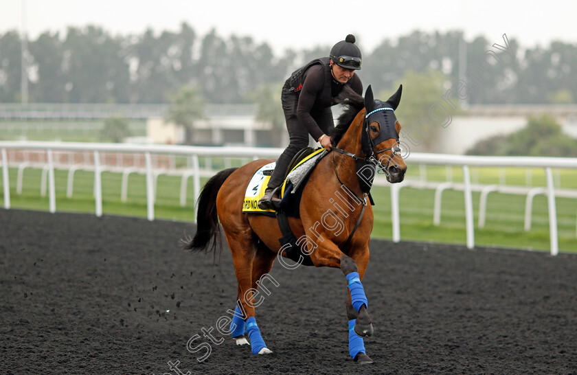 Lord-North-0001 
 LORD NORTH training for the Dubai Turf
Meydan Dubai 26 Mar 2024 - Pic Steven Cargill / Racingfotos.com