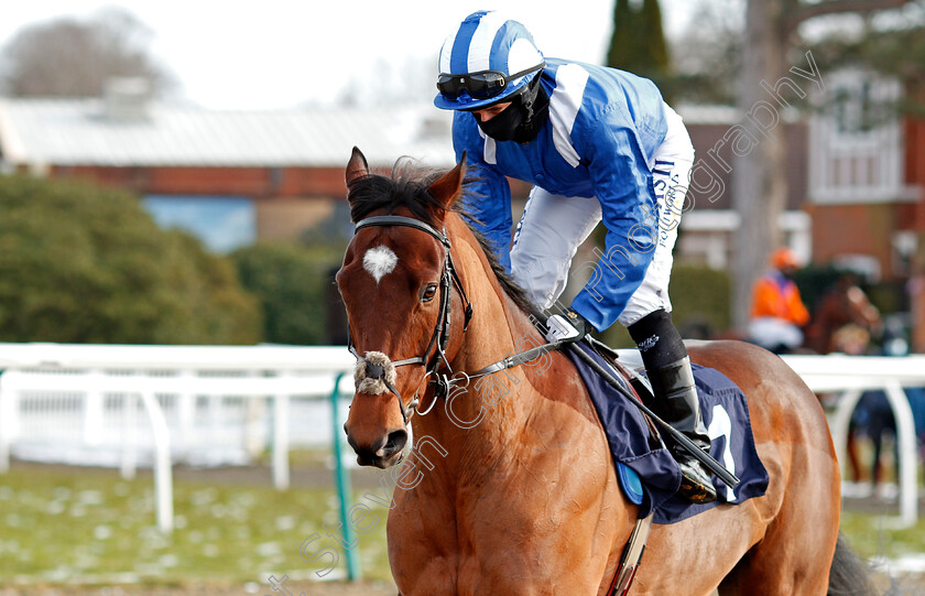 Ahdab-0002 
 AHDAB (Ryan Moore) winner of The Bombardier March To Your Own Drum Novice Stakes
Lingfield 13 Feb 2021 - Pic Steven Cargill / Racingfotos.com