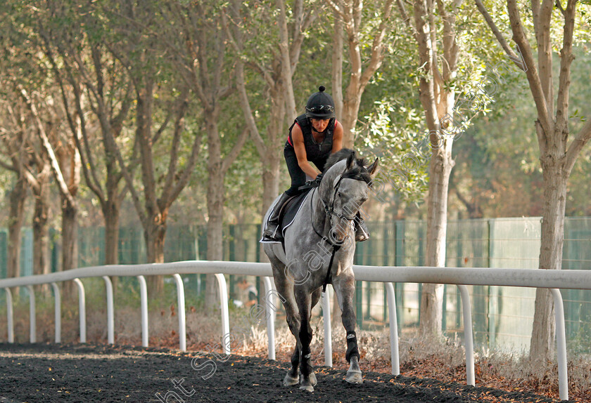 Librisa-Breeze-0001 
 LIBRISA BREEZE exercising in preparation for The Al Quoz Sprint Meydan 29 Mar 2018 - Pic Steven Cargill / Racingfotos.com