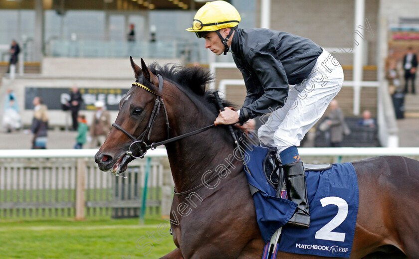 English-King-0001 
 ENGLISH KING (Kieran Shoemark)
Newmarket 23 Oct 2019 - Pic Steven Cargill / Racingfotos.com